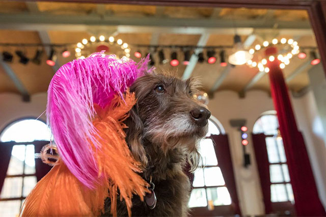 Lilly - Staubsauger auf vier Beinen in der Tanzschule Walzerlinksgestrickt Berlin Lilly