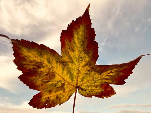 Herbst-Specials im Walzerlinksgestrickt Berlin Kreuzberg